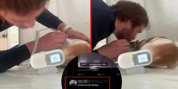 Aile hekimi köpek tedavi ederken skandal paylaşımlar yaptı!