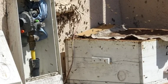 Bal arılarının doğal gaz kutusundaki yuvası güvenli şekilde kovaya taşındı