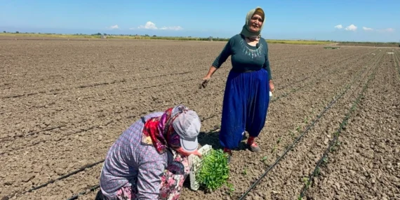 Belindeki 8 platinle tarlada ekmeğini kazanan kadın