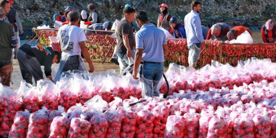 Çiftçi 4 Ton Domatesi Ücretsiz Dağıttı