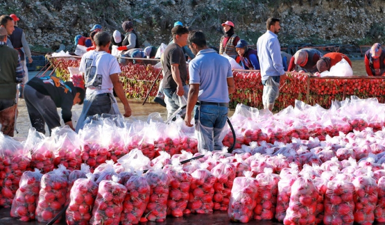 Ciftci-4-Ton-Domatesi-Ucretsiz-Dagitti-featured