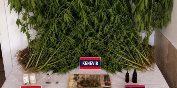 Ev ve bahçesindeki yasadışı kenevir tarlası operasyonla ortaya çıktı