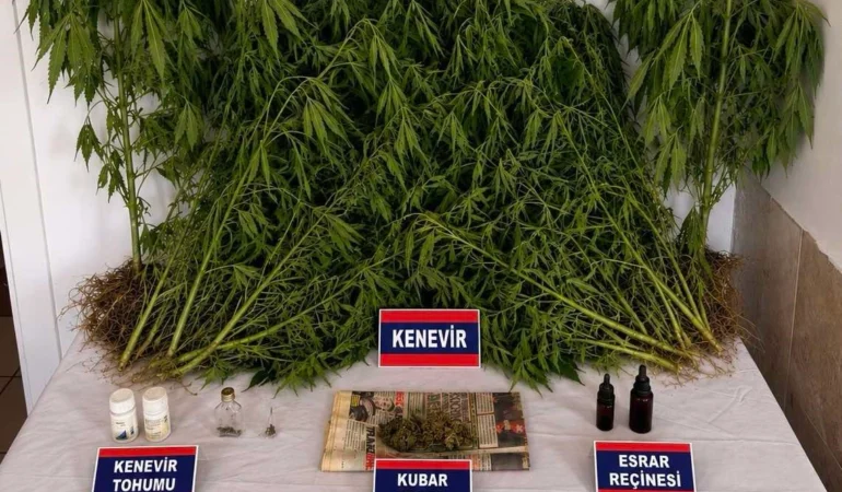 Ev-ve-bahcesindeki-yasadisi-kenevir-tarlasi-operasyonla-ortaya-cikti-featured