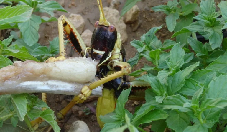 Hasat-sirasinda-gordugu-cekirgeyi-etle-besleme-ani-featured
