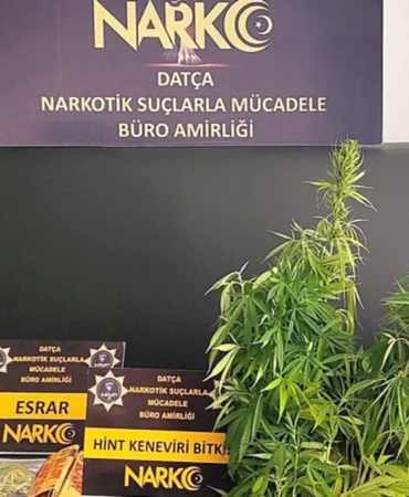 Mugla8217da-uyusturucu-operasyonu-200-kok-Hint-keneviri-ele-gecirildi-1-tutuklama-featured