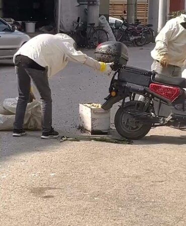 Bursa'da Arıların Motosiklet Olayı