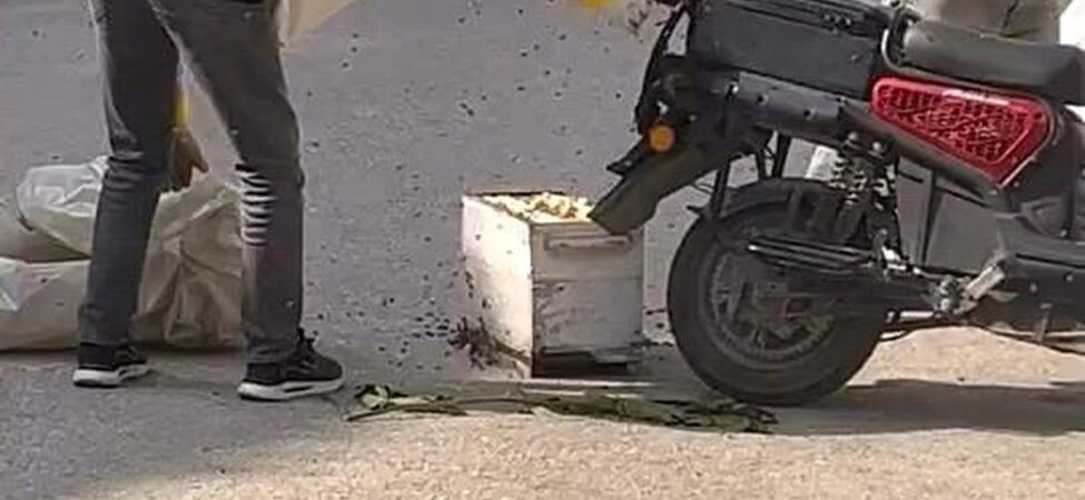 Bursa'da Arıların Motosiklet Olayı