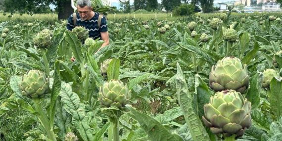 Bursa'nın Enginarı Tehlikede