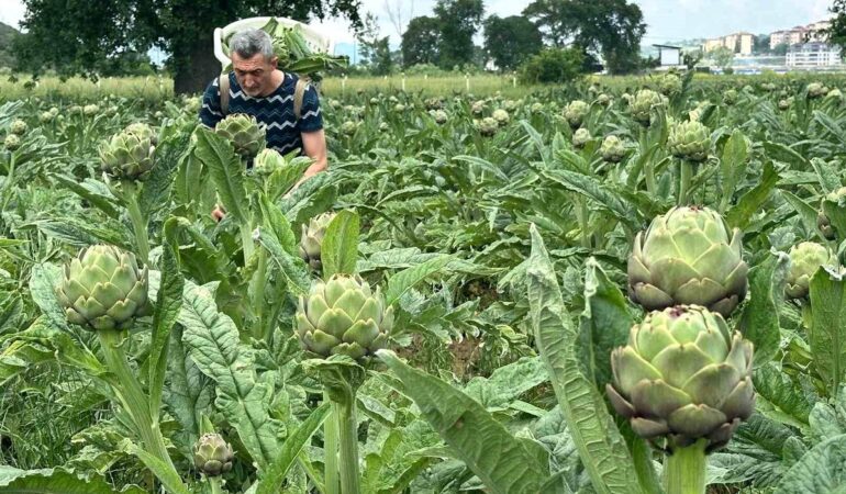 Bursa'nın Enginarı Tehlikede