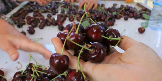ABD ve Avrupa Sultandağı Kirazının Aromasına Yoğun İlgi Gösteriyor