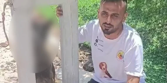 Belçika kurdu zehirlenip direğe asılarak telef edildi