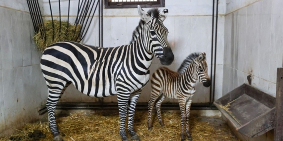 Bursa Hayvanat Bahçesi’nde zebra ailesi büyümeye devam ediyor