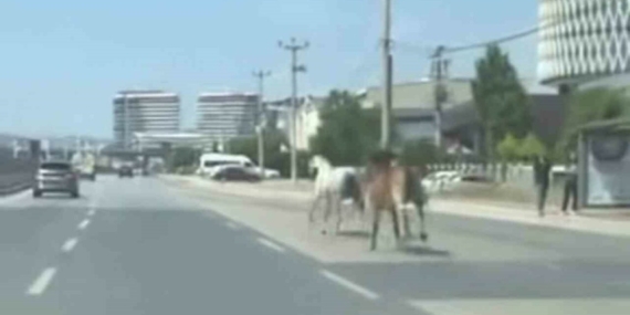 Bursa’da Başıboş Atlar Trafiğe Tehdit Oluşturdu