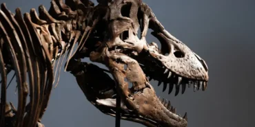 Dinozor-iskeleti-acik-artirmada-rekor-fiyata-satildi-featured