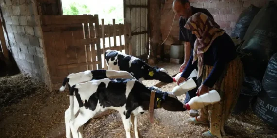 Edirne’de üçüz buzağı sürprizi: Rabbim bereketini üç kat verdi