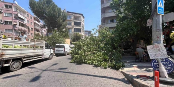 Efeler’de Devrilen Ağaç İki Araca Zarar Verdi