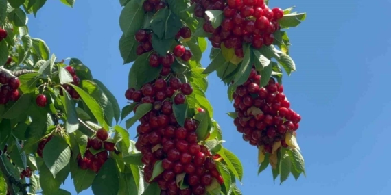 Geçen yıl zirai dona sonrası bahçelerde kiraz bolluğu bu sezon yaşanıyor
