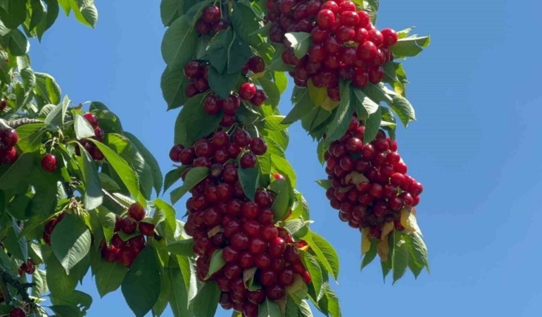 Gecen-yil-zirai-dona-sonrasi-bahcelerde-kiraz-bollugu-bu-sezon-yasaniyor-featured