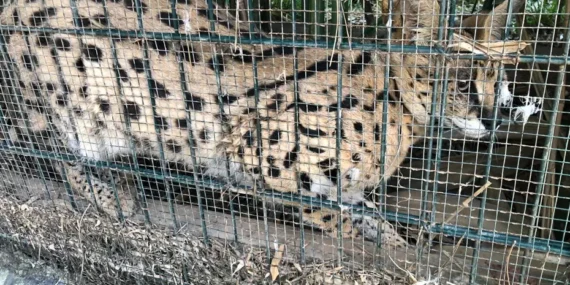 Gümrükler Muhafaza ekipleri kaçakçılara geçit yok, 4 yaban hayvanı kurtarıldı