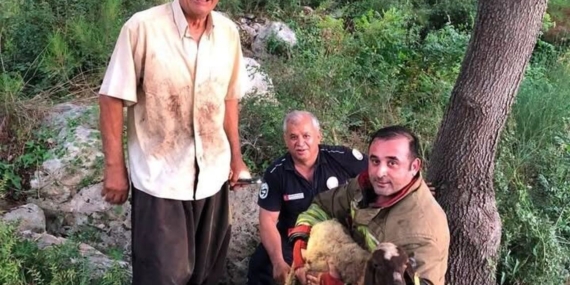 İskenderun’da dereye düşen koyun itfaiye ekiplerince kurtarıldı