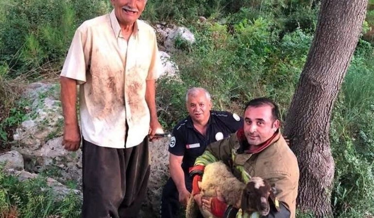 Iskenderunda-dereye-dusen-koyun-itfaiye-ekiplerince-kurtarildi-featured