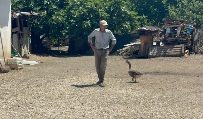 Komsusunun-8216kesip-kopege-yedirin8217-dedigi-yarali-kaz-yasama-tutundu-featured