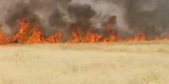 Şanlıurfa’da 45 dönüm buğday ekili alan yangında yandı