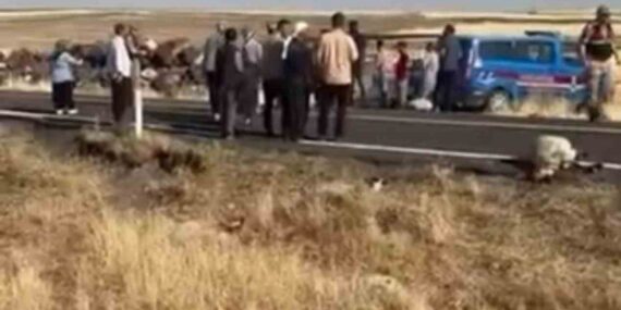 Siverek’te işçi minibüsü sürüye daldı: 25 koyun telef oldu