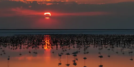 Tuz Gölü’nde flamingo yavrusu rekoru 12 bin 800’e çıktı