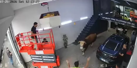 Ümraniye’de kaçan boğa dükkana girdi; kısa süreli panik kamerada