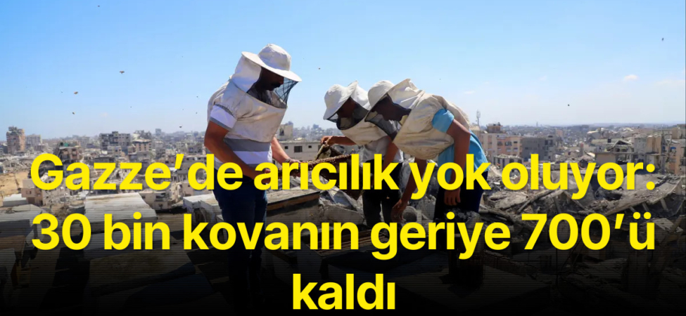 Gazze’de arıcılık yok oluyor: 30 bin kovanın geriye 700’ü kaldı