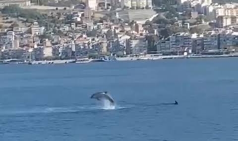 Gemlik Körfezin’ de Yunus Balıkları Görüntülendi