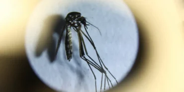 ABD8217de-Wolbachia-ile-sivrisineklerle-mucadele-featured