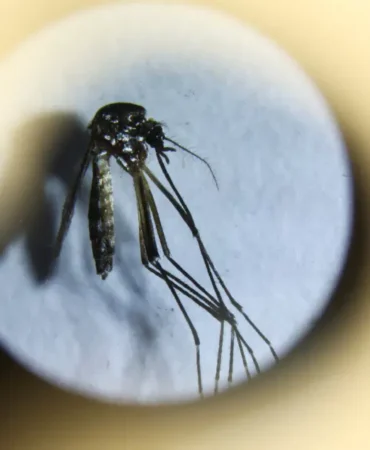ABD8217de-Wolbachia-ile-sivrisineklerle-mucadele-featured