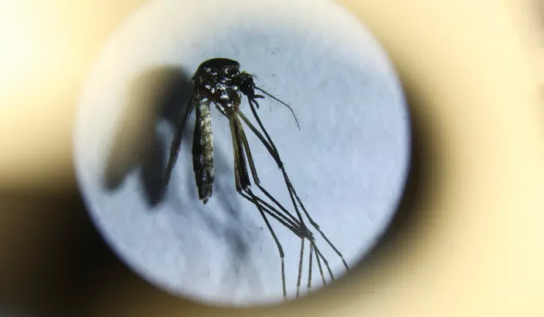 ABD8217de-Wolbachia-ile-sivrisineklerle-mucadele-featured