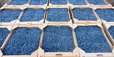 Blueberry-ureticileri-2026-hasadinda-ithalat-zarar-verdi-featured