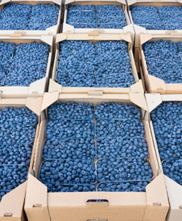 Blueberry-ureticileri-2026-hasadinda-ithalat-zarar-verdi-featured
