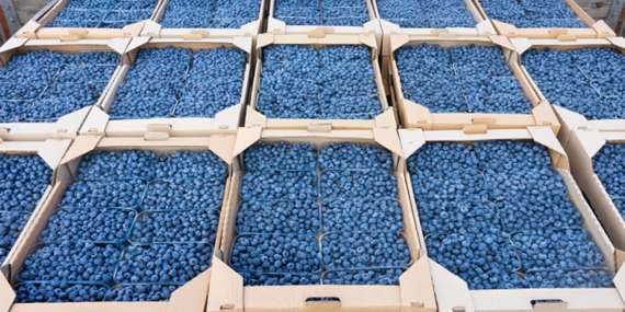 Blueberry-ureticileri-2026-hasadinda-ithalat-zarar-verdi-featured