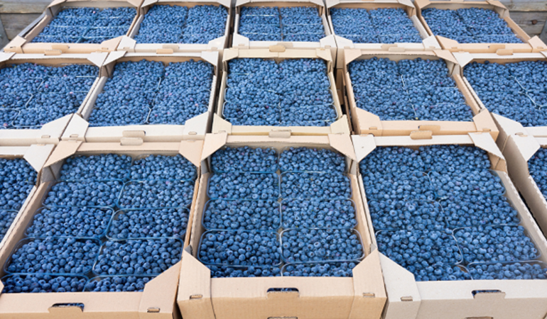 Blueberry-ureticileri-2026-hasadinda-ithalat-zarar-verdi-featured