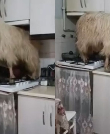 Bursa-Yildirim8217da-mutfakta-gorulen-keci-viral-oldu-featured