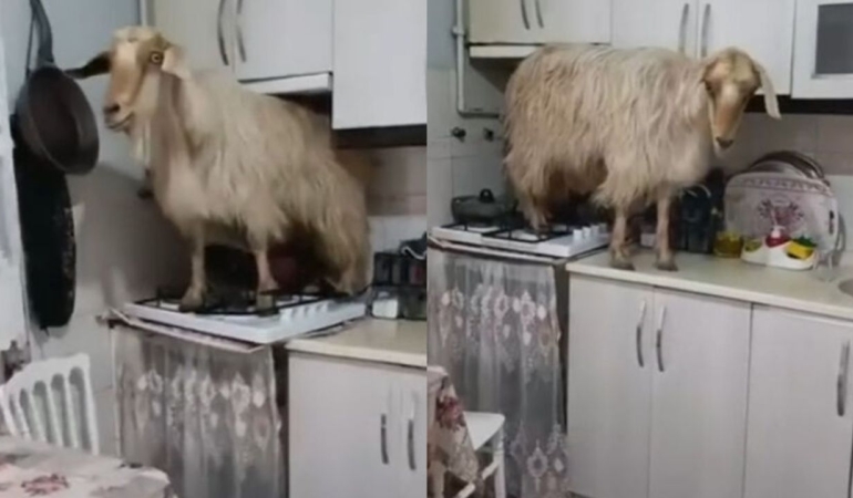 Bursa-Yildirim8217da-mutfakta-gorulen-keci-viral-oldu-featured