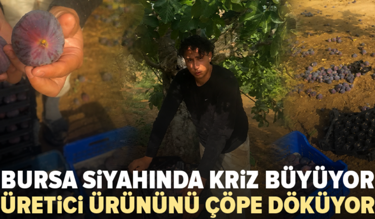 Bursa-siyah-inciri-satilamayinca-ureticiler-cope-dokuyor-featured