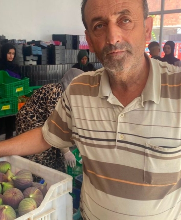 Bursa-siyah-incirinde-hasat-basladi-uretici-rekolteyi-begendi-featured