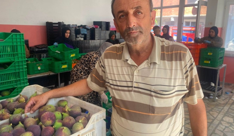 Bursa-siyah-incirinde-hasat-basladi-uretici-rekolteyi-begendi-featured