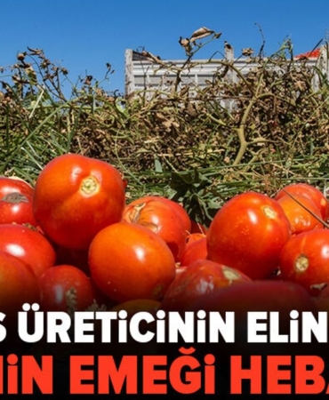 Bursa8217da-salcalik-domates-ureticileri-alici-bulamiyor-featured