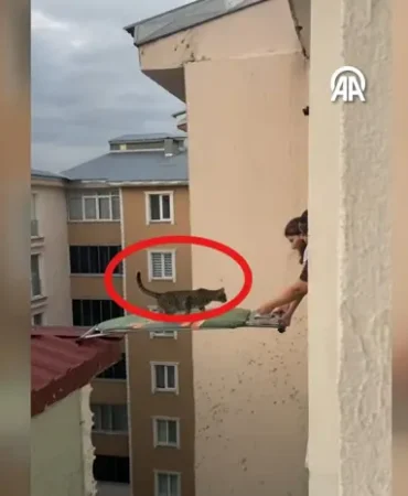 Catida-sikisan-kedi-utu-masasiyla-kurtarildi-featured