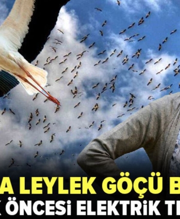 Fadilli8217da-leylekler-goc-icin-veda-ucuslarina-basladi-featured