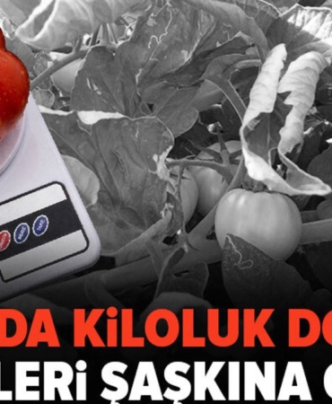 Mumin-Kumderenin-Bursadaki-domatesleri-1-kilogrami-asti-featured