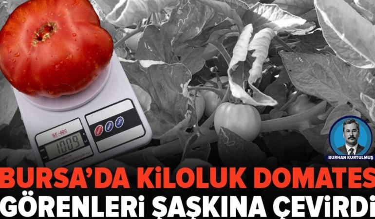 Mumin-Kumderenin-Bursadaki-domatesleri-1-kilogrami-asti-featured