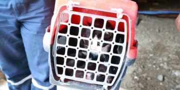 Osmangazi8217de-kacak-yapi-yikiminda-anne-kedi-yavrulari-kurtarildi-featured